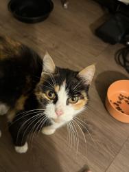 Found/Stray Female Cat last seen Across from Riverside hosp, near the 315 off-ramp exit, Columbus, OH 43214