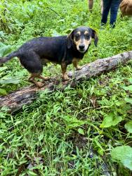 Lost Male Dog last seen Route 5 and 503, Ashland, KY 41102