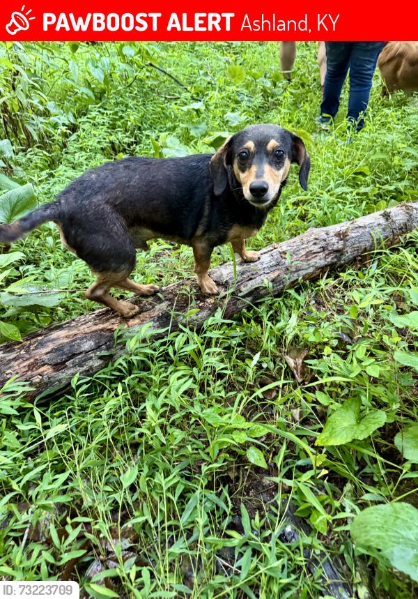 Lost Male Dog last seen Route 5 and 503, Ashland, KY 41102