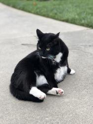 Lost Female Cat last seen Hwy 150, Oak Ridge, NC 27310