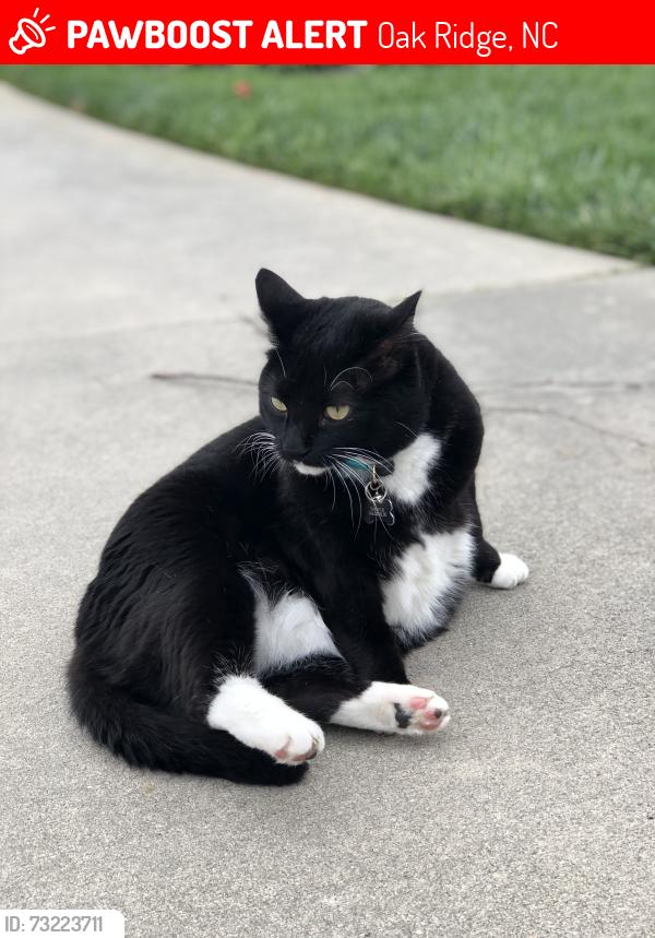 Lost Female Cat last seen Hwy 150, Oak Ridge, NC 27310