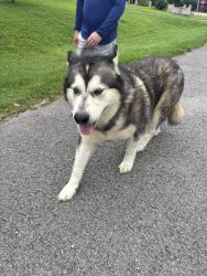 Found/Stray Unknown Dog last seen Whispering hills drive and court, Nashville, TN 37211