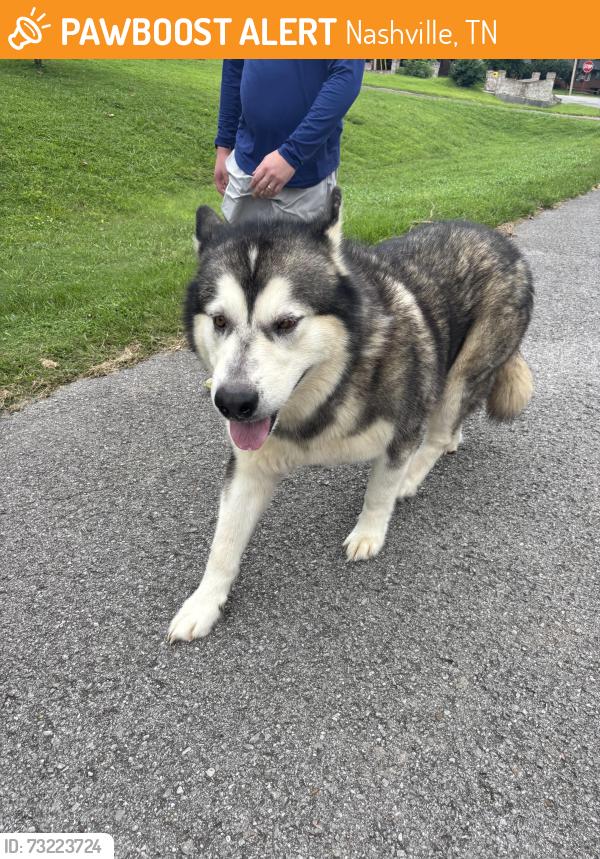 Found/Stray Unknown Dog last seen Whispering hills drive and court, Nashville, TN 37211