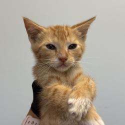 Shelter Stray Male Cat last seen Near Epsilon Street, San Diego, CA, 92113, 5500 Gaines St, San Diego, CA 92110, USA