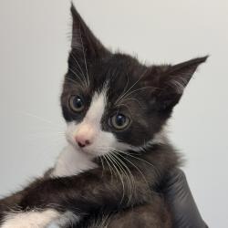 Shelter Stray Male Cat last seen Near Epsilon Street, San Diego, CA, 92113, 5500 Gaines St, San Diego, CA 92110, USA