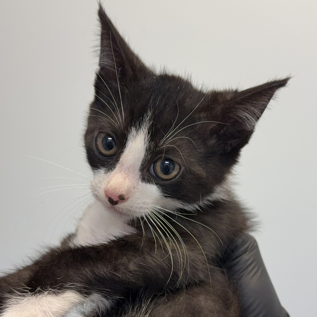 Shelter Stray Male Cat last seen Near Epsilon Street, San Diego, CA, 92113, 5500 Gaines St, San Diego, CA 92110, USA