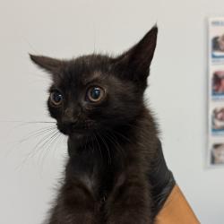 Shelter Stray Female Cat last seen Near Epsilon Street, San Diego, CA, 92113, 5500 Gaines St, San Diego, CA 92110, USA