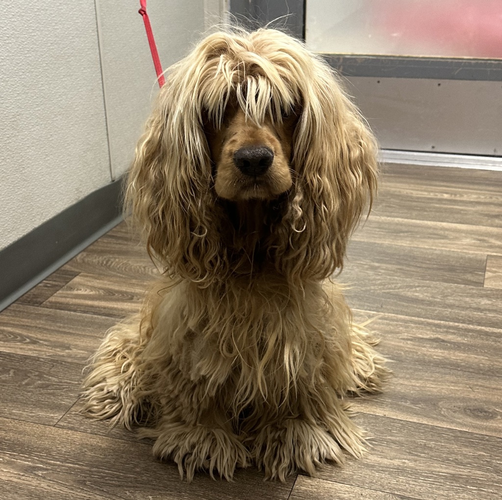 Shelter Stray Male Dog last seen Camino Ruiz & Gold Coast, San Diego, CA, 92126, 5500 Gaines St, San Diego, CA 92110, USA