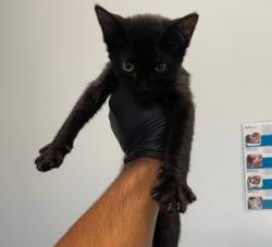 Shelter Stray Male Cat last seen Hemlock Street, San Diego, CA, 92113, 5500 Gaines St, San Diego, CA 92110, USA