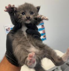 Shelter Stray Male Cat last seen Near S 28th, San Diego, CA, 92113, 5500 Gaines St, San Diego, CA 92110, USA