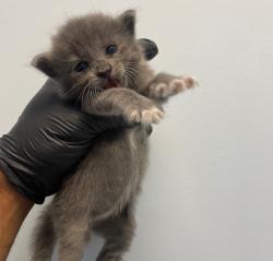 Shelter Stray Female Cat last seen Near S 28th, San Diego, CA, 92113, 5500 Gaines St, San Diego, CA 92110, USA