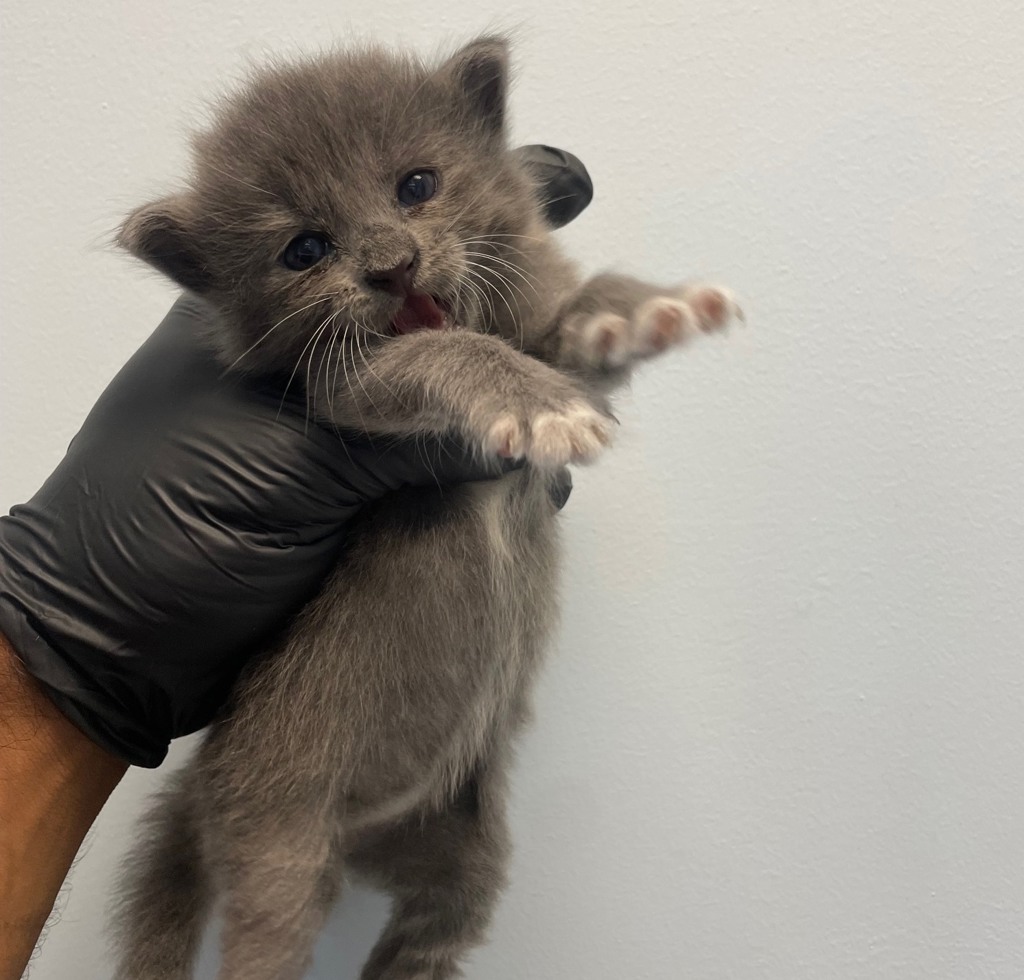 Shelter Stray Female Cat last seen Near S 28th, San Diego, CA, 92113, 5500 Gaines St, San Diego, CA 92110, USA