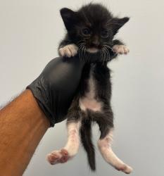 Shelter Stray Female Cat last seen Near S 28th, San Diego, CA, 92113, 5500 Gaines St, San Diego, CA 92110, USA