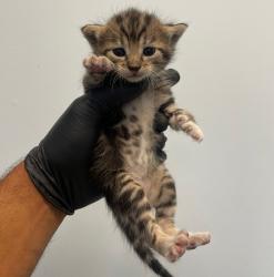 Shelter Stray Female Cat last seen Near S 28th, San Diego, CA, 92113, 5500 Gaines St, San Diego, CA 92110, USA