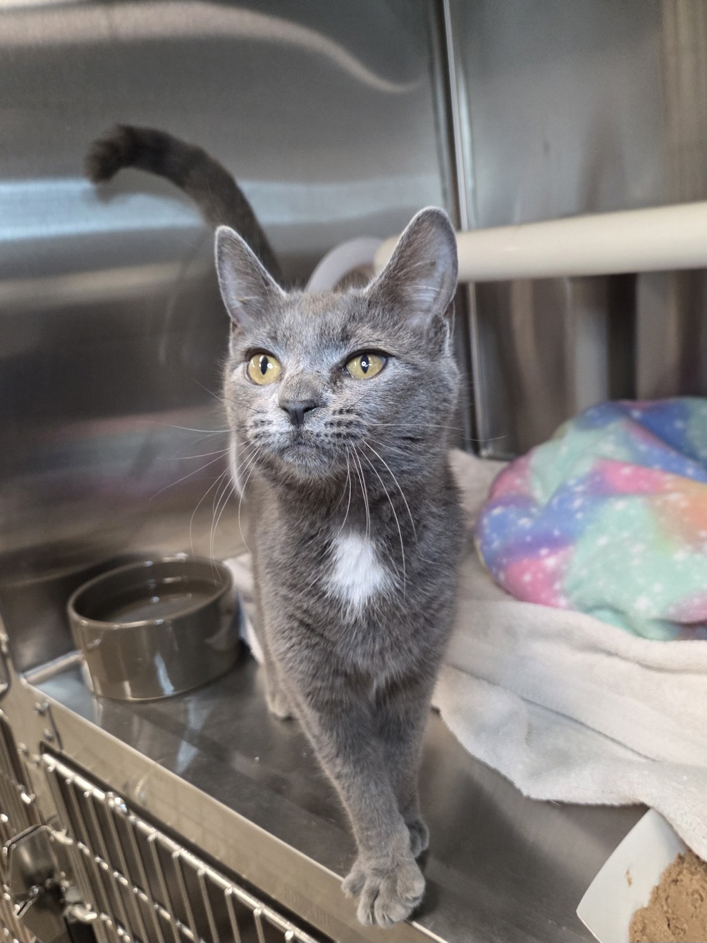 Shelter Stray Female Cat last seen Near 5th Avenue, BROOKLYN PARK, MD, 21225, 411 Maxwell Frye Rd, Millersville, MD 21108, USA