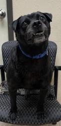 Shelter Stray Male Dog last seen Near S Oceanside Boulevard, Oceanside, CA, 92054, Oceanside, CA 92058, USA