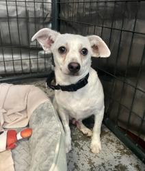 Shelter Stray Male Dog last seen Near Calle Solimar, Oceanside, CA, 92057, Oceanside, CA 92058, USA