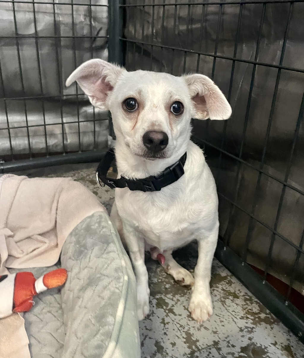 Shelter Stray Male Dog last seen Near Calle Solimar, Oceanside, CA, 92057, Oceanside, CA 92058, USA