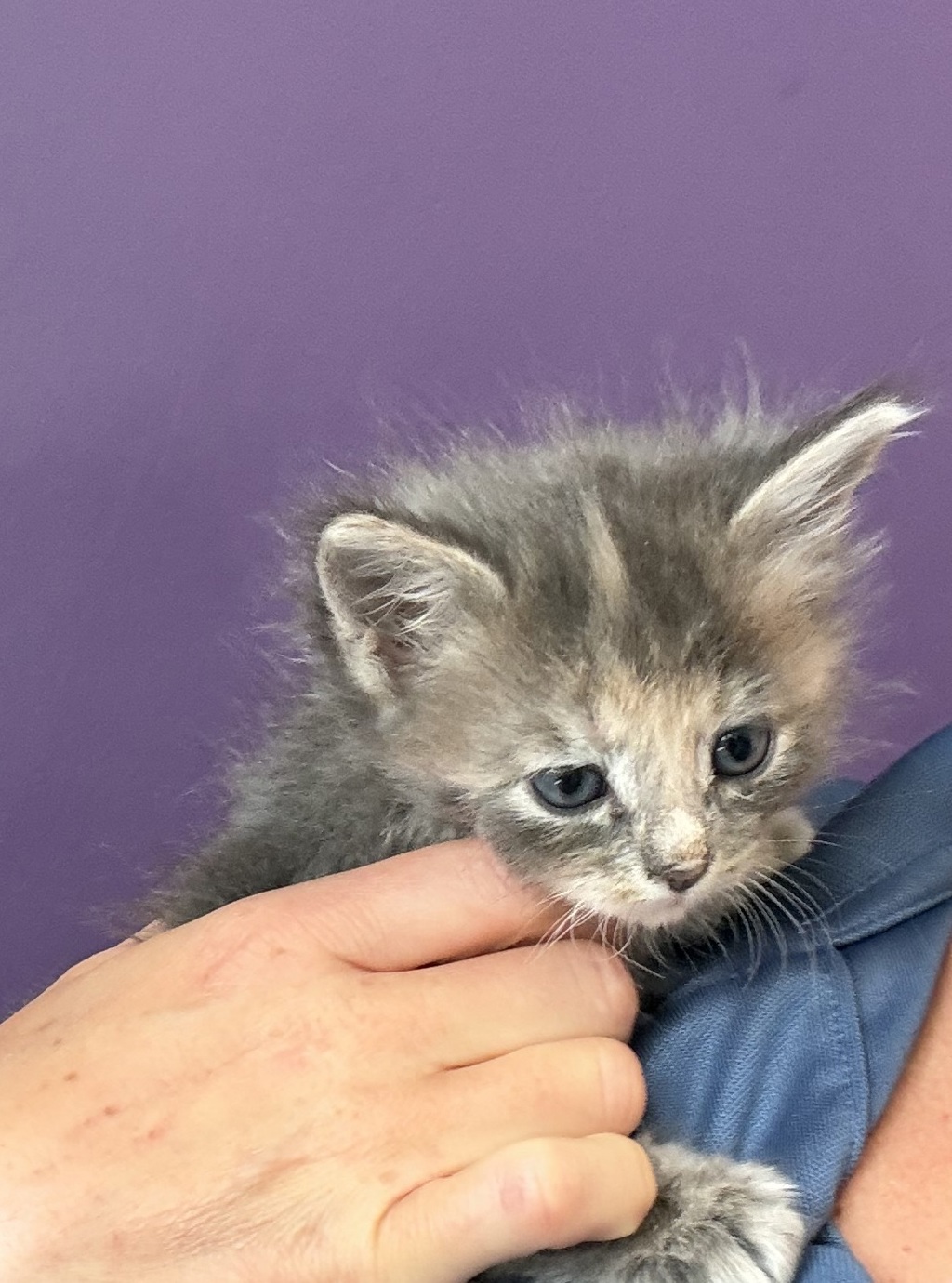 Shelter Stray Female Cat last seen Near S Jackson Street, Midvale, UT, 84047, 511 W 3900 S, Salt Lake City, UT 84123, USA