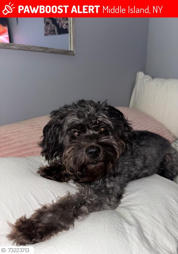 Lost Male Dog last seen W Bartlett Rd & Park Ln, Middle Island, NY 11953