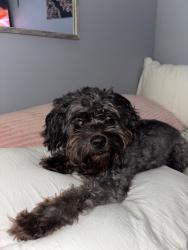 Lost Male Dog last seen W Bartlett Rd & Park Ln, Middle Island, NY 11953