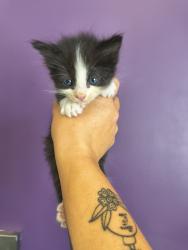 Shelter Stray Male Cat last seen Near S Jackson Street, Midvale, UT, 84047, 511 W 3900 S, Salt Lake City, UT 84123, USA
