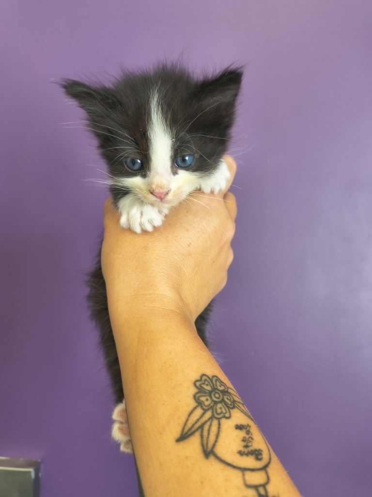 Shelter Stray Male Cat last seen Near S Jackson Street, Midvale, UT, 84047, 511 W 3900 S, Salt Lake City, UT 84123, USA