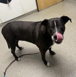 Shelter Stray Female Dog last seen Near E Valley Parkway, Escondido, CA, 92027, Escondido, CA 92027, USA