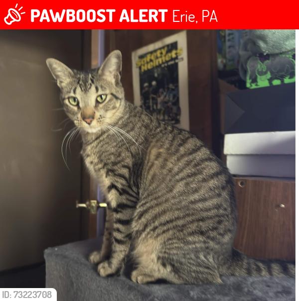 Lost Male Cat last seen wattsburg rd and kirsch, Erie, PA 16510