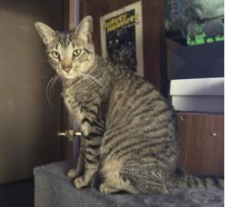 Lost Male Cat last seen wattsburg rd and kirsch, Erie, PA 16510