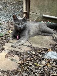 Found/Stray Unknown Cat last seen Britton and Western, Oklahoma City, OK 73114