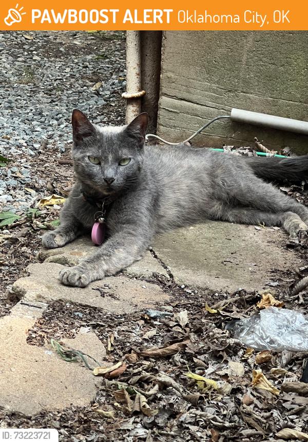 Found/Stray Unknown Cat last seen Britton and Western, Oklahoma City, OK 73114