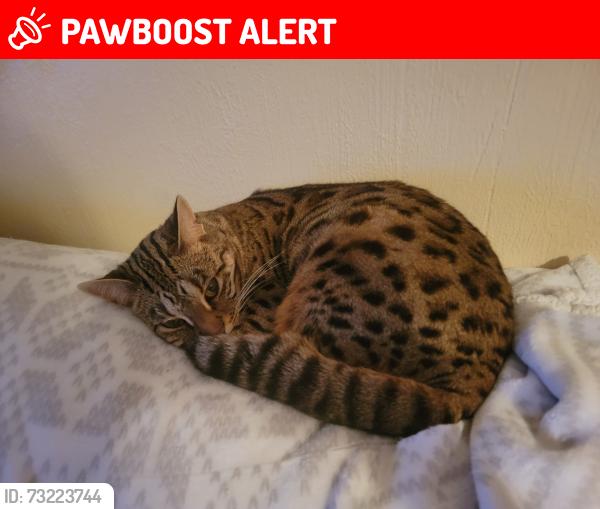 Lost Female Cat last seen Clopper st, Sewickley Township, PA 15637