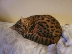 Lost Female Cat last seen Clopper st, Sewickley Township, PA 15637