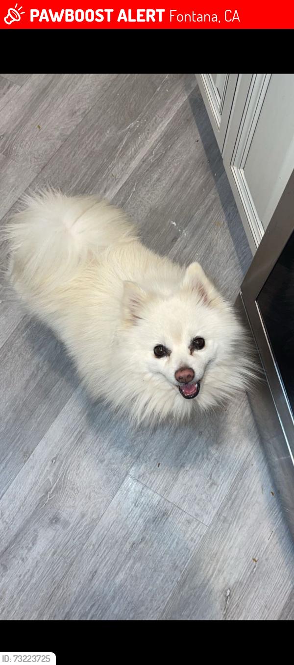 Lost Male Dog last seen Curtis and Beach, Fontana, CA 92336