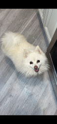 Lost Male Dog last seen Curtis and Beach, Fontana, CA 92336
