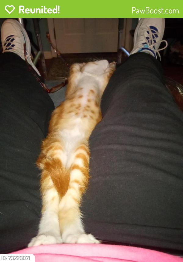 Reunited Male Cat last seen Legion Lake, Villa Rica, GA 30180