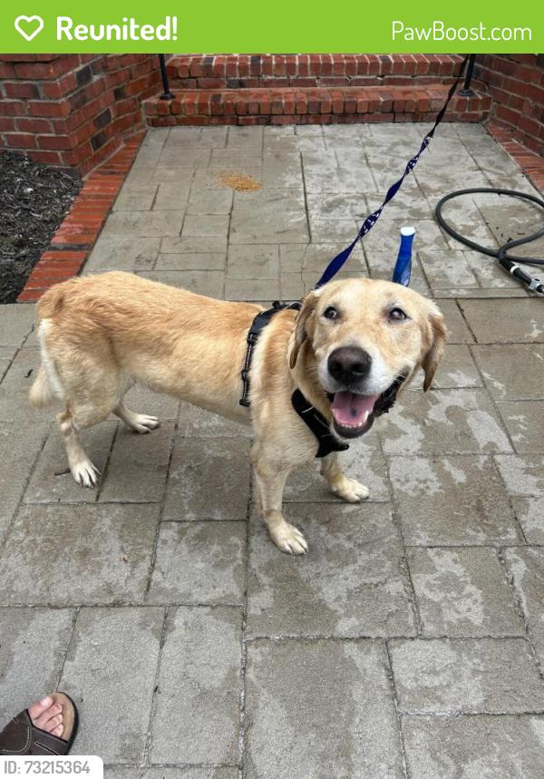 Reunited Male Dog last seen Meadowlake Dr, Hendersonville TN, Hendersonville, TN 37075