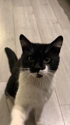 Lost Male Cat last seen Sainsbury’s lee green, Greater London, England SE12 8TL