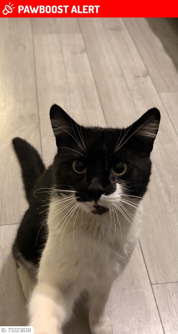 Lost Male Cat last seen Sainsbury’s lee green, Greater London, England SE12 8TL