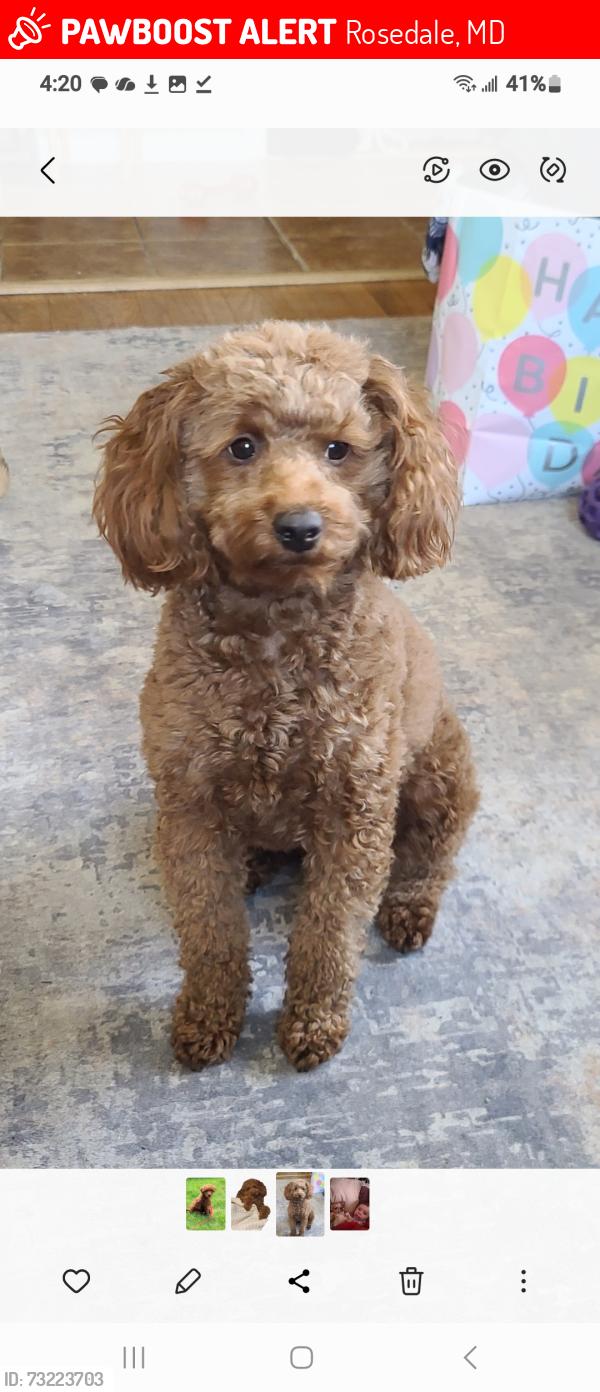 Lost Female Dog last seen Summit and hilltop, Rosedale, MD 21237
