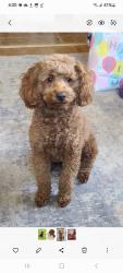 Lost Female Dog last seen Summit and hilltop, Rosedale, MD 21237