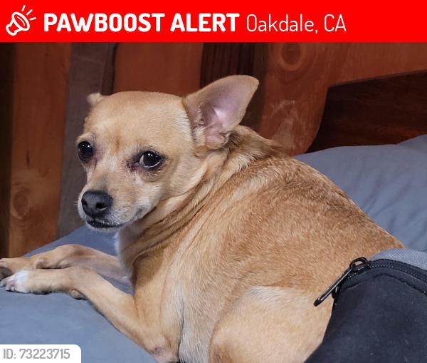 Lost Female Dog last seen Post Office, Oakdale, CA 95361