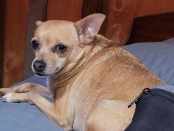 Lost Female Dog last seen Post Office, Oakdale, CA 95361