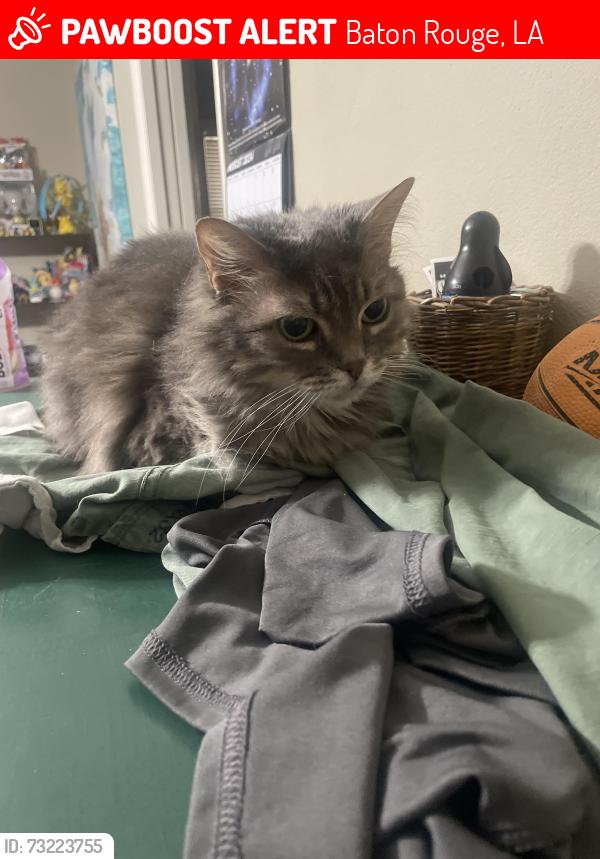Lost Female Cat last seen Jefferson terrace academy, Baton Rouge, LA 70809
