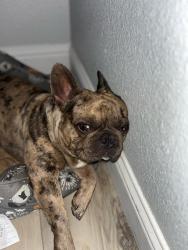 Reunited Male Dog last seen Amherst and 63rd Ave, Sacramento, CA 95822