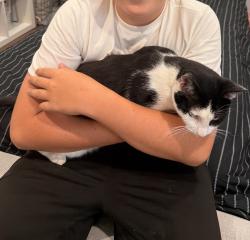 Found/Stray Unknown Cat last seen In meadowview, Temecula, CA 92591