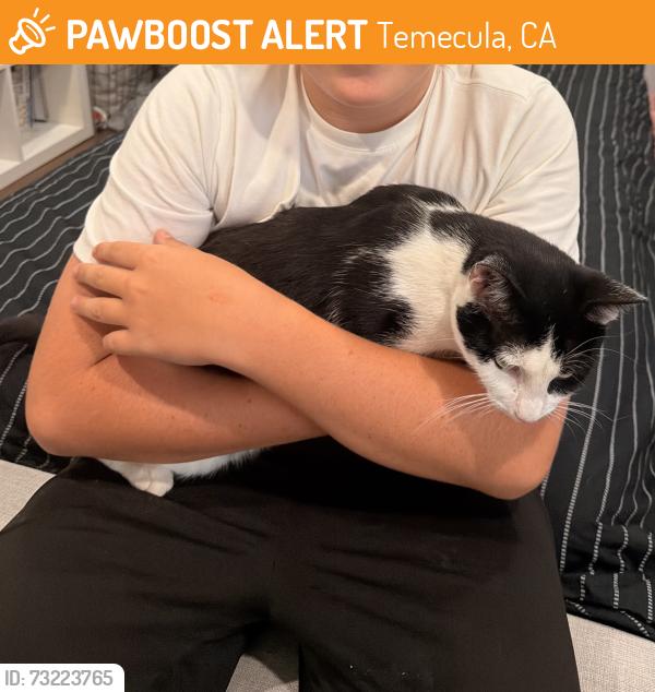 Found/Stray Unknown Cat last seen In meadowview, Temecula, CA 92591