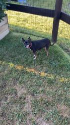 Found/Stray Female Dog last seen Near Railroad tracks, Turtle Creek, PA 15145