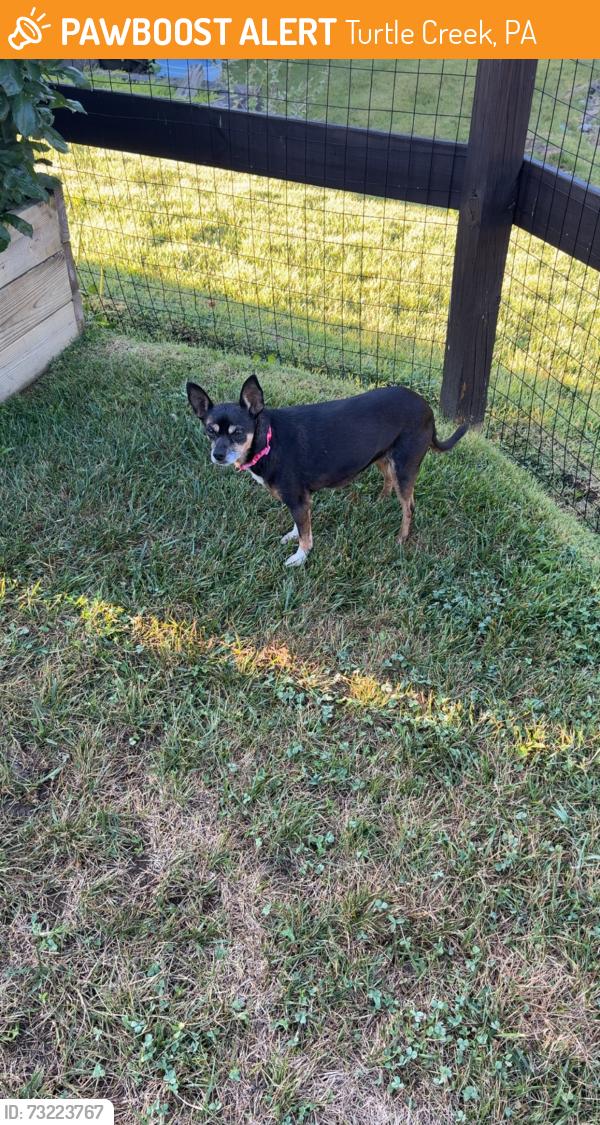 Found/Stray Female Dog last seen Near Railroad tracks, Turtle Creek, PA 15145